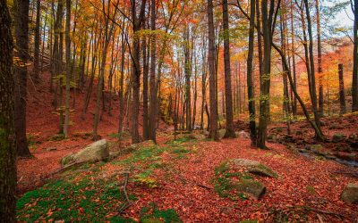 Abenteuer im Waldkindergarten